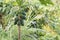 Pawpaw tree with unripe pawpaw fruit