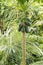 Pawpaw tree with unripe pawpaw fruit growing on organic farm