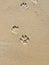 Pawprints in the sand