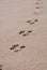 Pawprints on Sand