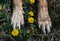 Paws of a dog close-up, paws of a dog on a field with dandelions, with flowers. paws of a dog in flowers, paws of a German shepher