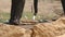 Paws of elephant moving close up. African elephant graz in vicinity of reserve