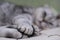 Paws of a gray striped cat close-up. The cat basks with outstretched paws. Atmosphere of tranquility and relaxation.