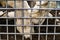 Paws of a lion in a cage. Close-up. lonely lioness is locked up.