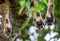 Paws lioness, which lies on the tree. Close-up. Uganda. East Africa.