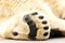 Paws of polar bear. Ursus maritimus.