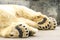 Paws of polar bear. Ursus maritimus.