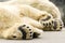 Paws of polar bear. Ursus maritimus.