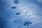 Paws prints in blue snow with shadows closeup