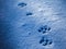 Paws prints in snow with blue shadows