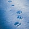 Paws prints in snow with blue shadows closeup