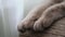 Paws of Scottish fold kitten, close up, macro details