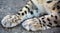 Paws of  snow leopard is a large cat native to the mountain ranges