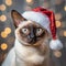 Pawsitively Tonkinese New Year: Cat Welcomes the Holidays in Santa Hat