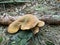 Paxillus atrotomentosus