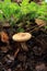 Paxillus involutus autumn mushroom growing in soil