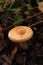 Paxillus involutus autumn mushroom growing in soil