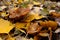 Paxillus involutus. Brown roll-rim Mushroom. Poison fungus.