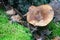 Paxillus involutus, brown roll-rim, poison pax mushrooms
