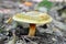 Paxillus involutus mushroom