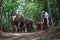 Pay respect to the shrine. Elephant mahout portrait. The Kuy Kui People of Thailand.