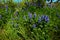 Payette Penstemon growing along a river bank