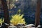 Payette River, Fall Colors, Bright Yellow Bush, Pine Trees, Rocky Shore, Idaho, Reflections