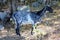 Payoya goat in the Sierra de Grazalema near Benaocaz, Spain