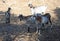 Payoya goat in the Sierra de Grazalema near Benaocaz, Spain