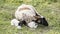 Payoya sheep resting in a meadow in the Sierra de Grazalema (Cadiz, Andalusia, Spain