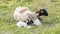 Payoya sheep resting in a meadow in the Sierra de Grazalema (Cadiz, Andalusia, Spain