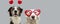 Pbanner  two dogs in red heart shaped glasses celebrating valentine`s day. Isolated on gray background