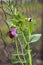 Pea bloom in pink in the garden, bean plant of the fence