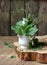 Pea blooming plant bouquet  on wood on the background of vegan protein meal