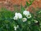 Pea flower in vegetable garden.