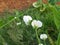 Pea flower in vegetable garden.