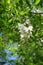 Pea like white flowers of Robinia pseudoacacia