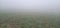 Pea plant in agriculture field cover on smoke