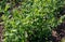 Pea plant Pisum sativum