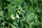 Pea plant (Pisum sativum)