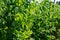 Pea plant - Pisum sativum - Legume