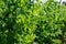 Pea plant - Pisum sativum - Legume