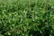 Pea plant - Pisum sativum - Legume