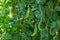 Pea plant - Pisum sativum - Legume