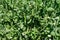 Pea plant - Pisum sativum - Legume