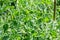 Pea plant - Pisum sativum - Legume