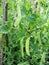 Pea Plant vegetable in a garden, green pea pods on the branches of a garden garden plant