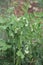 Pea plant with white flowers and green pods growing in garden