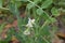 Pea Plant with White Pea Flower.