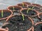 Pea plants growing